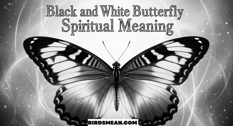 Black and White Butterfly Spiritual Meaning