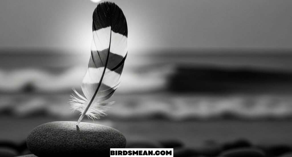 Black and White Feathers Spiritual Meaning